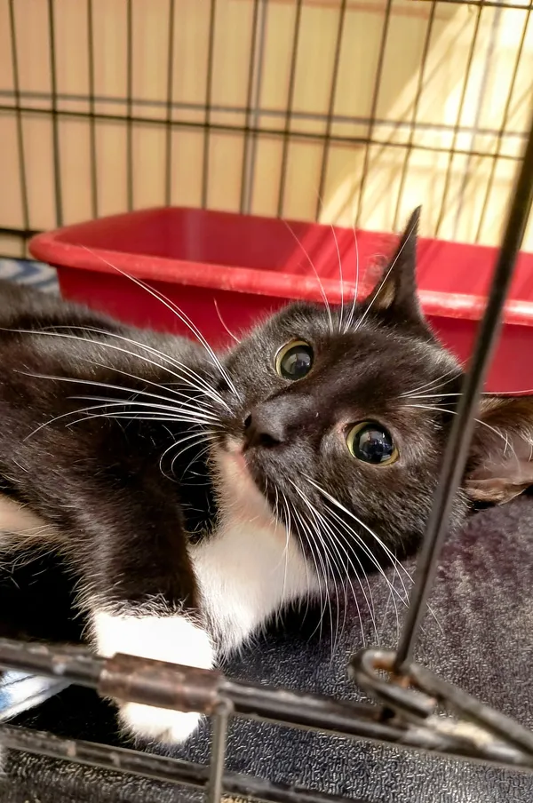 Kot do adopcji, Gdynia, 25 lutego 2025 (2/4)