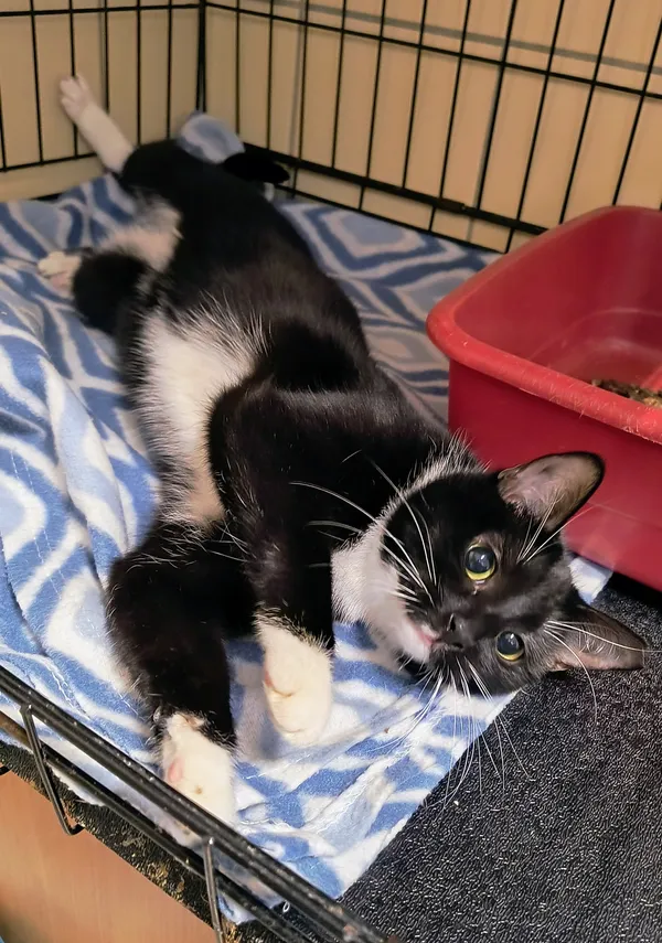 Kot do adopcji, Gdynia, 25 lutego 2025 (3/4)