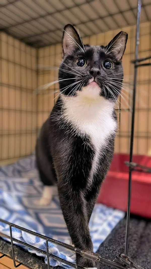 Kot do adopcji, Gdynia, 25 lutego 2025 (4/4)