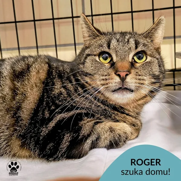 Kot do adopcji, Gdynia, 25 lutego 2025 (1/4)