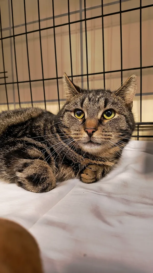 Kot do adopcji, Gdynia, 25 lutego 2025 (3/4)