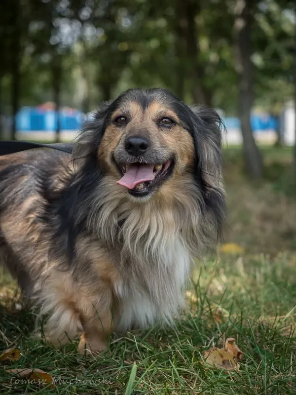 Pies do adopcji, Radom, 10 września 2025 (2/5)