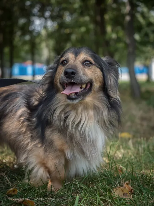 Pies do adopcji, Radom, 10 września 2025 (3/5)