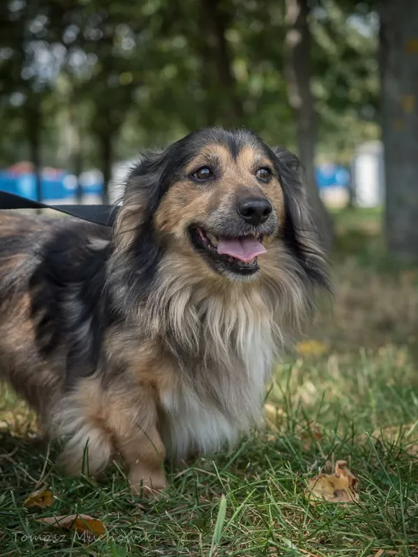 Pies do adopcji, Radom, 10 września 2025 (4/5)