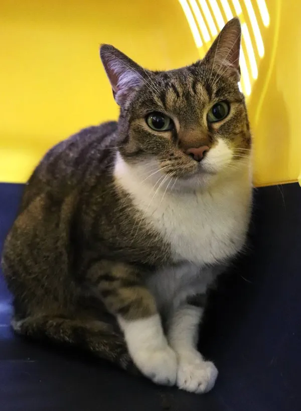 Znaleziono kota, Łódź, 24 lutego 2025 (1/2)