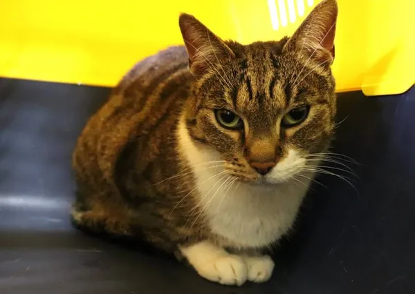 Znaleziono kota, Łódź, 24 lutego 2025 (2/2)