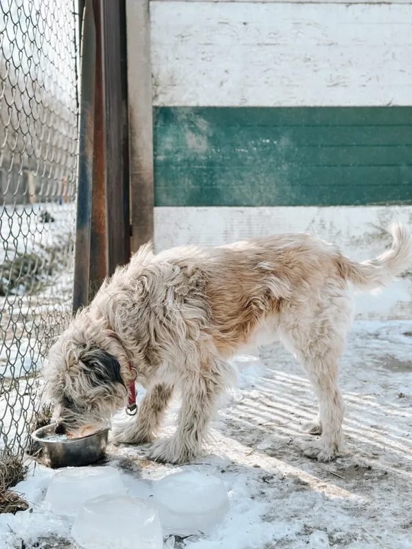 Pies do adopcji, Korabiewice, 24 lutego 2025 (4/5)