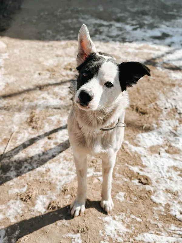 Pies do adopcji, Korabiewice, 24 lutego 2025 (3/5)