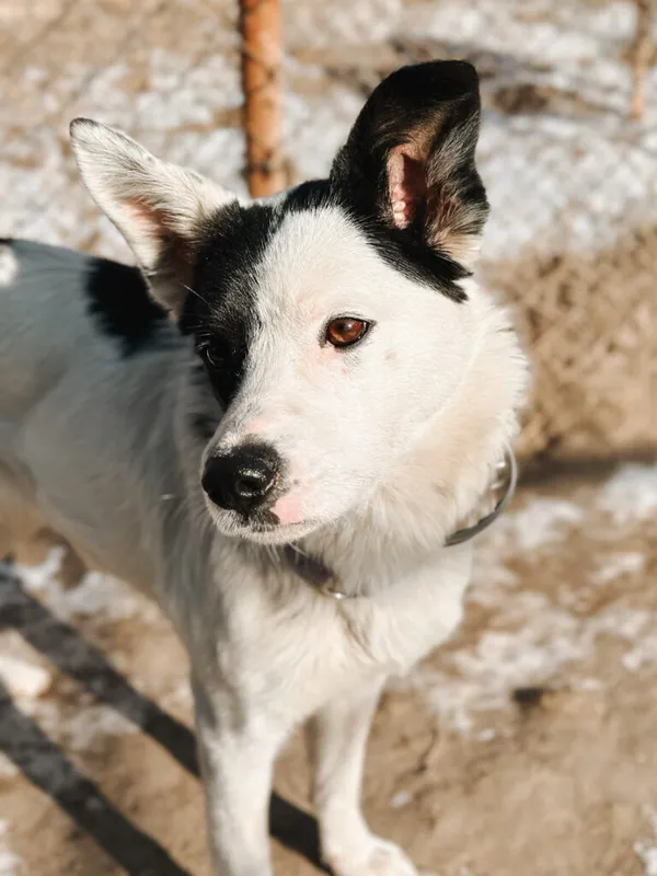 Pies do adopcji, Korabiewice, 24 lutego 2025 (4/5)