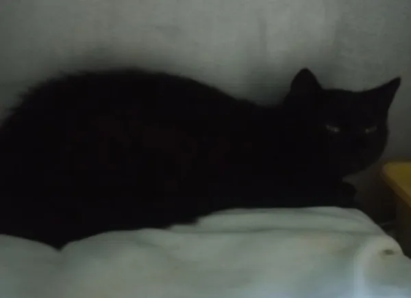 Znaleziono kota, Toruń, 19 lutego 2025