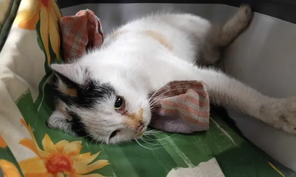 Znaleziono kota, Toruń, 19 lutego 2025