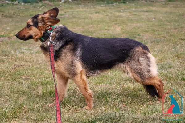 Pies do adopcji, Grudziądz, 13 lutego 2025 (2/5)