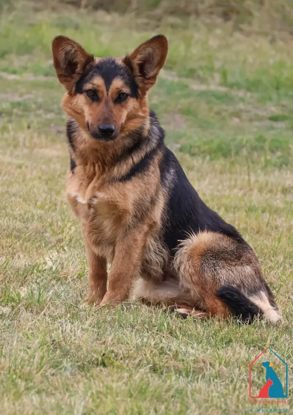 Pies do adopcji, Grudziądz, 13 lutego 2025 (3/5)