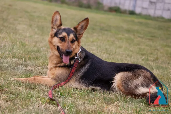 Pies do adopcji, Grudziądz, 13 lutego 2025 (4/5)