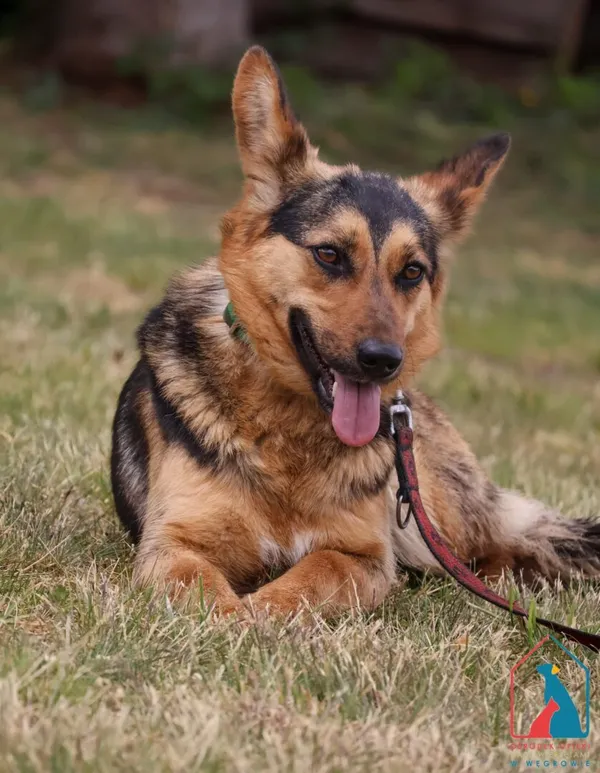 Pies do adopcji, Grudziądz, 13 lutego 2025 (5/5)