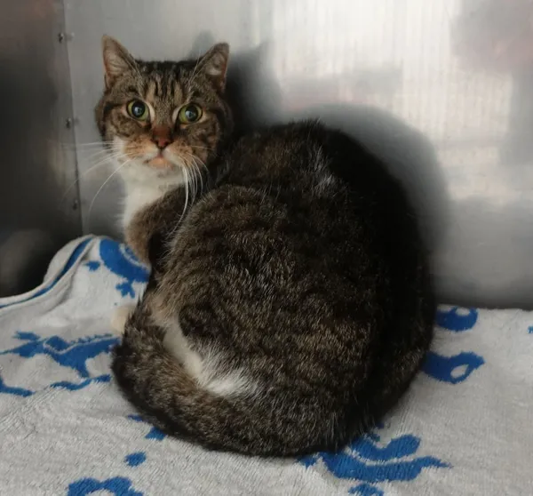 Znaleziono kota, Gdańsk, 25 lutego 2025