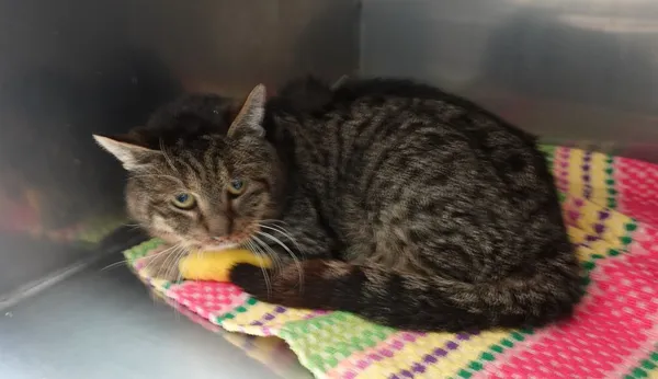 Znaleziono kota, Gdańsk, 25 lutego 2025