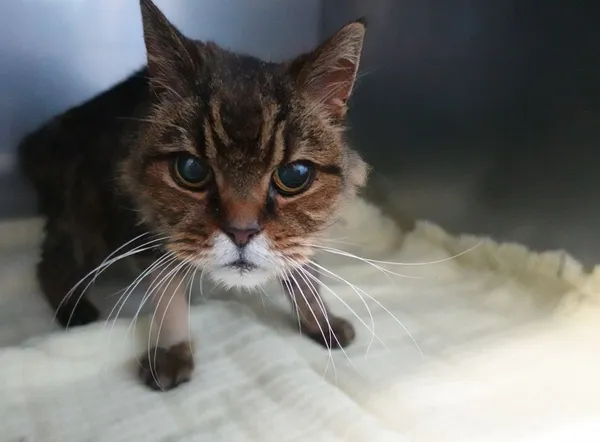 Znaleziono kota, Gdańsk, 25 lutego 2025