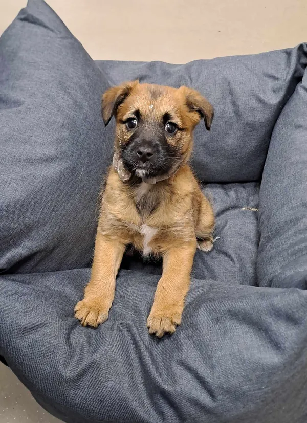 Znaleziono psa, Olsztyn, 25 lutego 2025 (1/2)