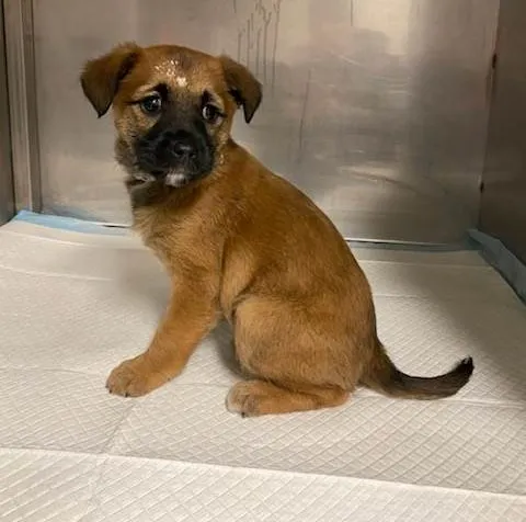 Znaleziono psa, Olsztyn, 25 lutego 2025 (2/2)