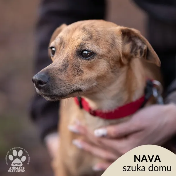 Pies do adopcji, Gdynia, 25 lutego 2025 (1/3)