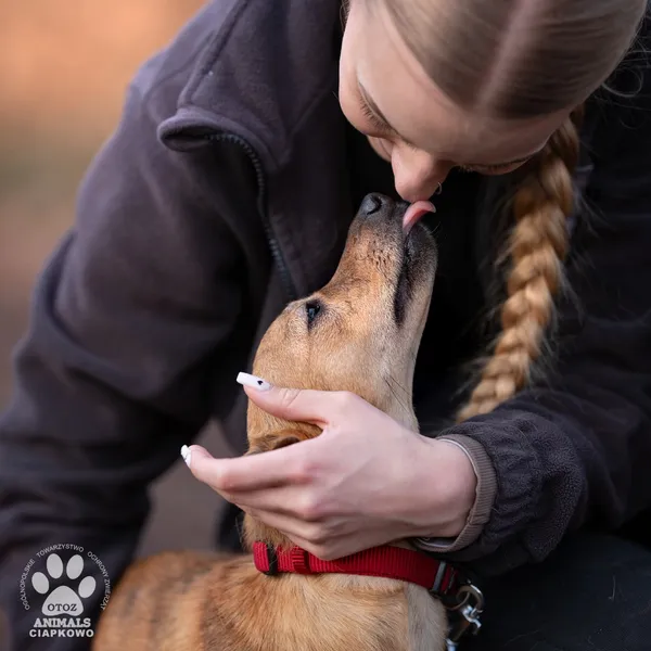 Pies do adopcji, Gdynia, 25 lutego 2025 (3/3)