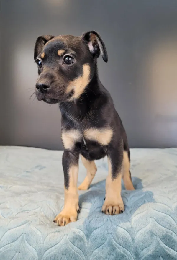 Pies do adopcji, Gdynia, 25 lutego 2025 (3/5)