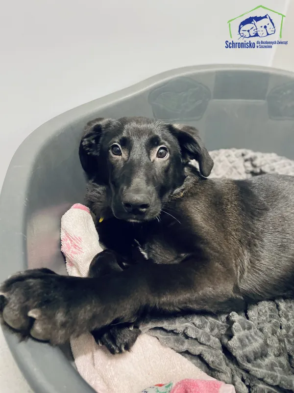 Pies do adopcji, Szczecin, 25 lutego 2025 (1/5)
