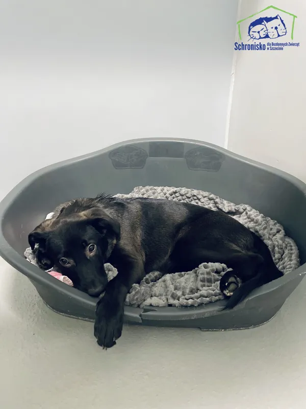 Pies do adopcji, Szczecin, 25 lutego 2025 (2/5)
