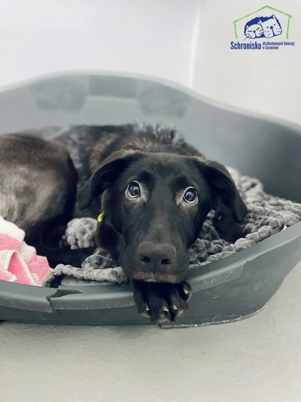 Pies do adopcji, Szczecin, 25 lutego 2025 (3/5)