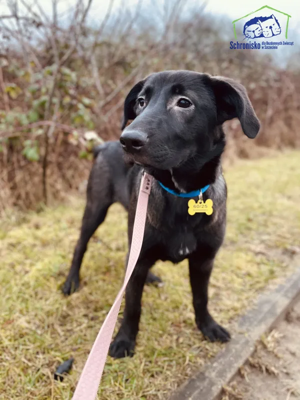 Pies do adopcji, Szczecin, 25 lutego 2025 (4/5)