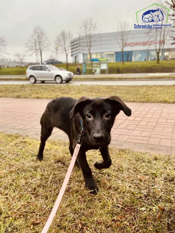 Pies do adopcji, Szczecin, 25 lutego 2025 (5/5)