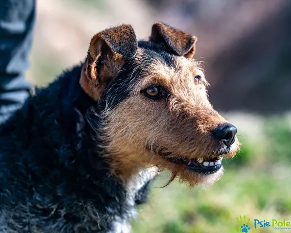 Pies do adopcji, Racławice, 20 lutego 2025 (1/5)