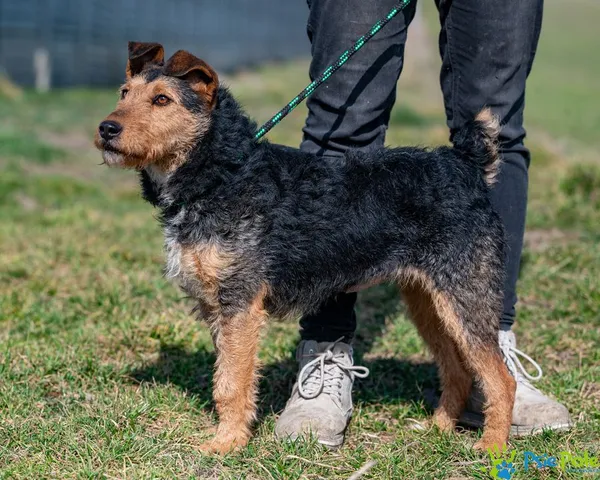 Pies do adopcji, Racławice, 20 lutego 2025 (3/5)