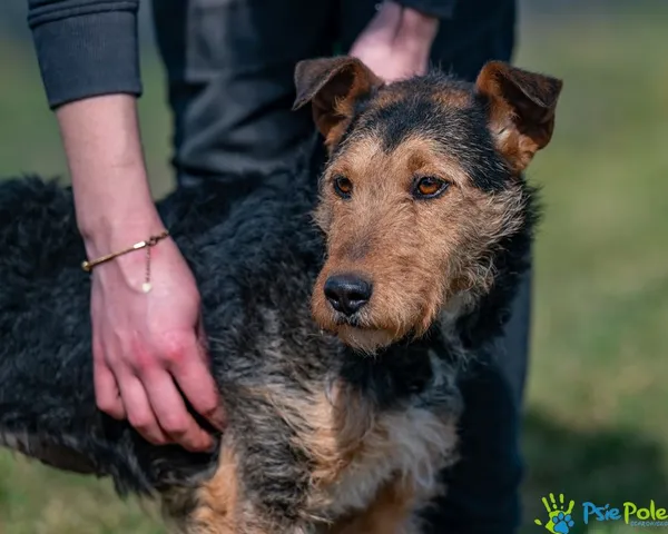 Pies do adopcji, Racławice, 20 lutego 2025 (4/5)