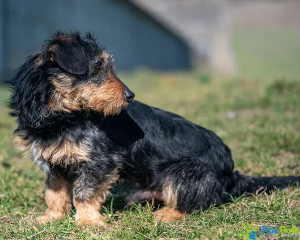 Pies do adopcji, Racławice, 21 lutego 2025 (1/5)