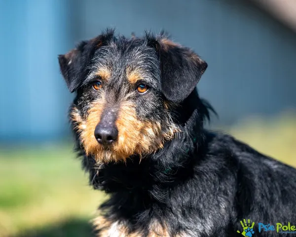 Pies do adopcji, Racławice, 21 lutego 2025 (2/5)