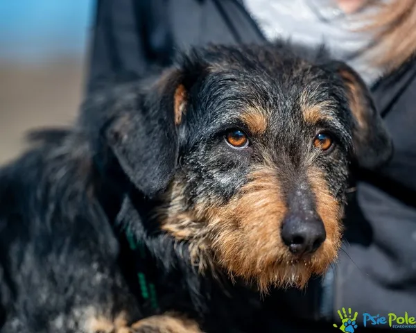 Pies do adopcji, Racławice, 21 lutego 2025 (4/5)