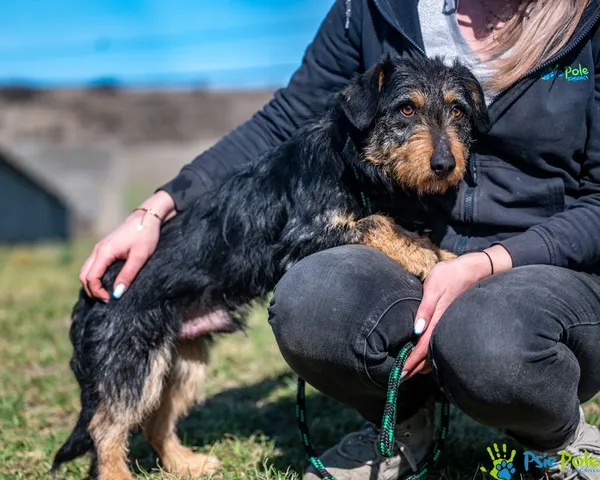 Pies do adopcji, Racławice, 21 lutego 2025 (5/5)