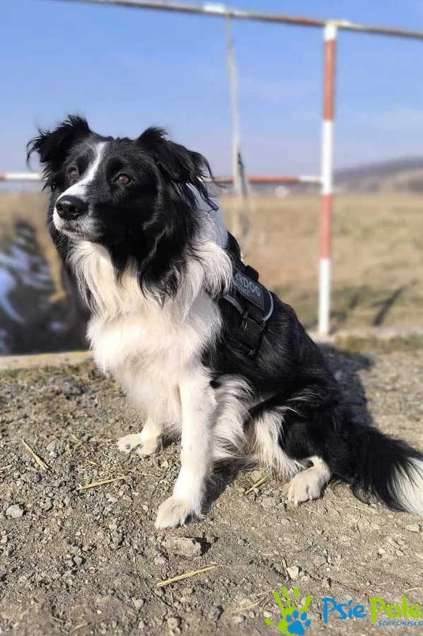 Pies do adopcji, Racławice, 23 lutego 2025 (1/4)