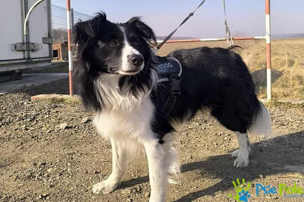 Pies do adopcji, Racławice, 23 lutego 2025 (2/4)