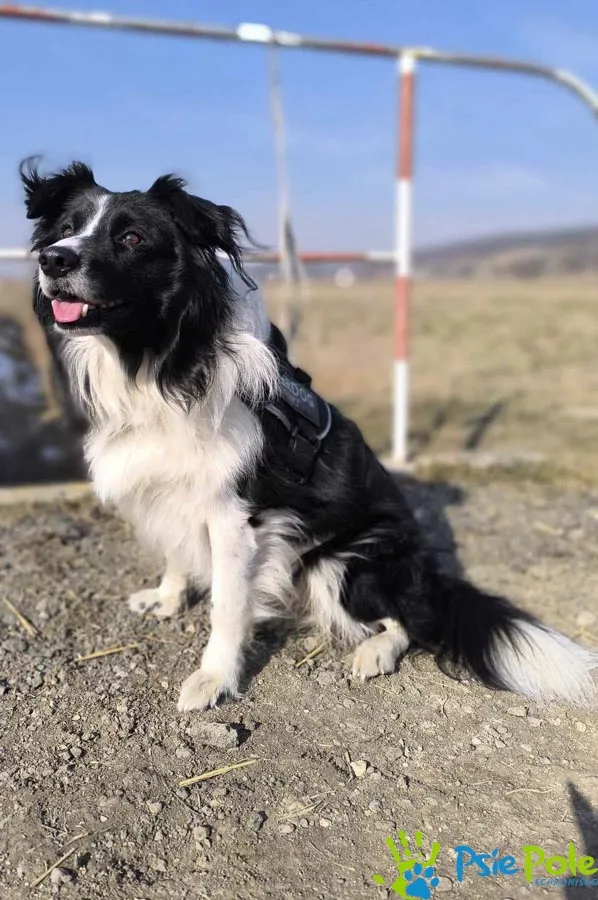 Pies do adopcji, Racławice, 23 lutego 2025 (3/4)