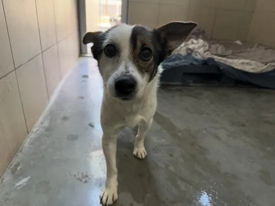 Pies do adopcji, Kraków, 10 lutego 2025