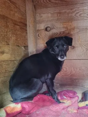 Pies do adopcji, Pabianice, 20 stycznia 2025