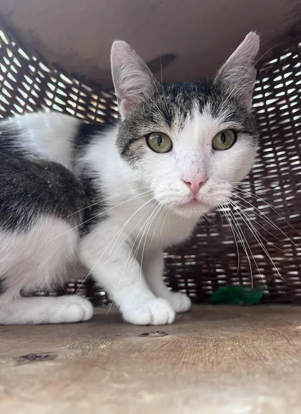 Kot do adopcji, Włocławek, 20 lutego 2025 (1/5)