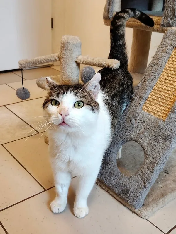 Kot do adopcji, Włocławek, 20 lutego 2025 (3/5)