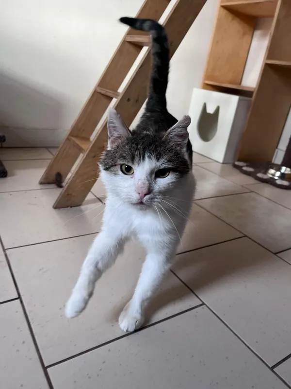 Kot do adopcji, Włocławek, 20 lutego 2025 (5/5)