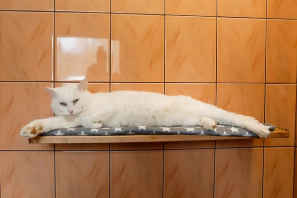 Kot do adopcji, Elbląg, 25 lutego 2025 (3/5)