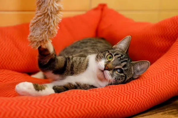 Kot do adopcji, Elbląg, 25 lutego 2025 (3/5)