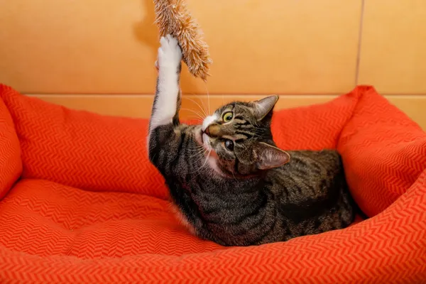 Kot do adopcji, Elbląg, 25 lutego 2025 (4/5)